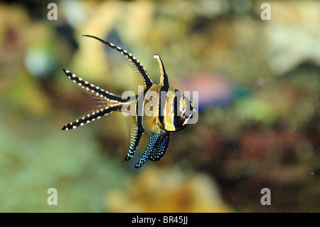 Banggai Kardinalbarschen (Pterapogon Kauderni) Stockfoto