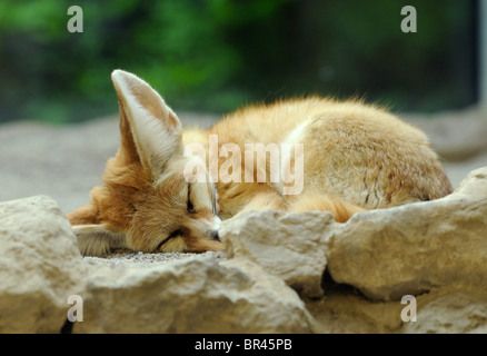 Schlafende Fennec Fox (Vulpes Zerda) Stockfoto