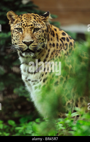 Amur-Leopard (Panthera Pardus Orientalis) Stockfoto