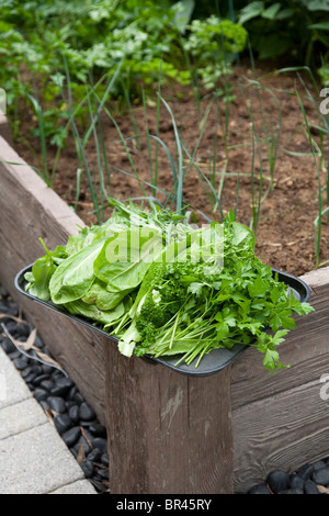 Frisch von Hand gepflückt Salat Blätter. Stockfoto