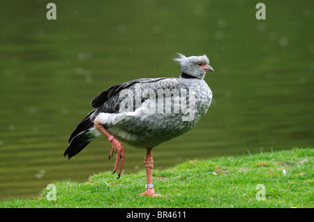 Südlichen Screamer (Chauna Torquata) am Rand des Wassers Stockfoto