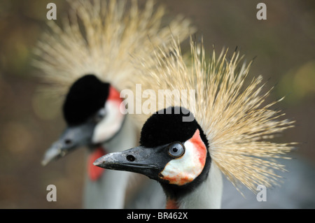 Zwei schwarze gekrönte Kräne (Balearica Pavonina), Nahaufnahme Stockfoto