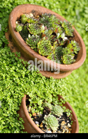 Sempervivum Tectorum (Hauswurz) Stockfoto