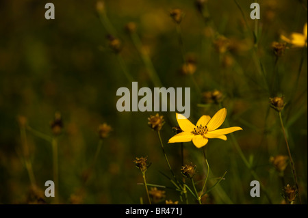 Coreopsis Verticillata 'Zagreb', Tickseed Stockfoto