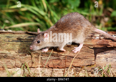 Braune Ratte, Rattus Norvegicus, einziges Tier auf Baumstamm, Midlands, September 2010 Stockfoto