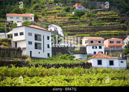 Seixal Häuser auf terrassierten Hang - Madeira Stockfoto