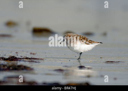 Sommer plumaged Sanderling (Calidris Alba) Fütterung am Ufer. Stockfoto