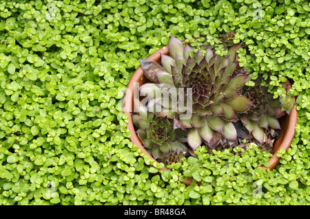 Einen Topf mit Sempervivum Tectorum (Hauswurz) unter Soleirolia Soleirolii Mind-Your-Own-Business. Stockfoto