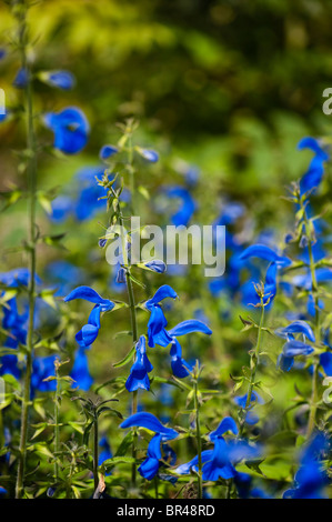 Salvia Patens, blauer Salbei in Blüte Stockfoto