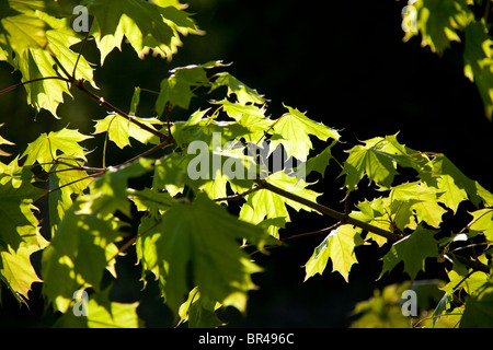 Grüne Maple leafs gegen Sonne Stockfoto