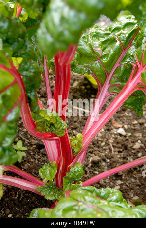 Mangold Anbau im Botanischen Garten Reykjavik, Island. Stockfoto