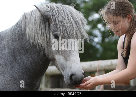 Grey Eriskay Pony Hengst trinken aus den Händen eines Mädchens Stockfoto