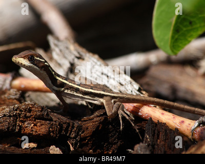 Juvenile gestreift oder brauner Basilisk (Basiliskos Vittatus) in der Sonne aalen Stockfoto