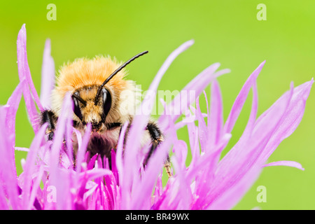 Gemeinsamen Carder Bee Fütterung auf Flockenblume Stockfoto