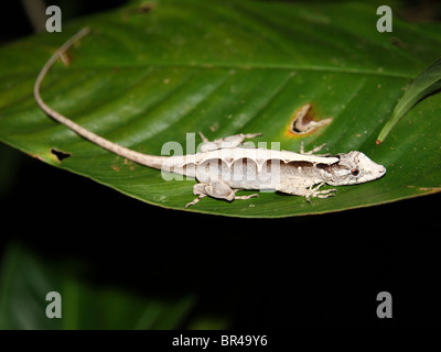 Ein Lemur Anole erwacht aus dem Schlaf auf einem Blatt in Costa Rica Stockfoto