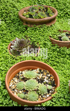 Sempervivum Tectorum (Hauswurz) und Soleirolia Soleirolii (Mind-Your-Own-Business) Stockfoto