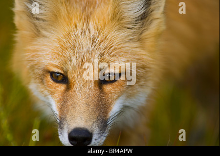Eine Rotfuchs Gesicht Nahaufnahme Stockfoto