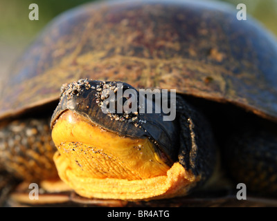 Weibliche Blanding Schildkröte (Emydoidea Blandingii) Stockfoto