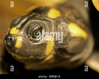 Gelb gefleckten Amazon River Schildkröte (Podocnemis Unifilis) isoliert in Peru Stockfoto