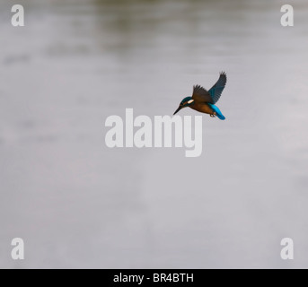 Gemeinsamen Kingfisher schwebt vor dem Tauchen nach Beute Stockfoto