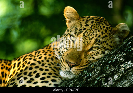 Leoparden Panthera Pardus ruht in Baum-Südafrika Stockfoto