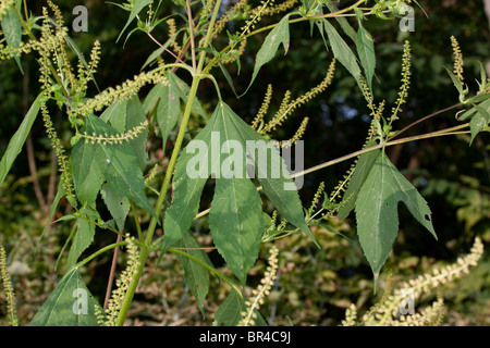 Giant Ragweed Ambrosia Trifida Michigan USA Stockfoto