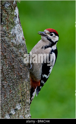 Juvenile größere Spotted Woodpecker Fütterung im Frühling, West wales Stockfoto