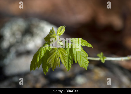 Frisch treibt Blätter aus einer Box Elder in New Mexiko (Acer Negundo Interius) beheimatet. Stockfoto