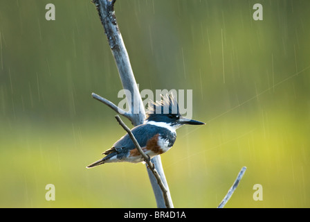 Ein Gürtel Eisvogel thront auf einem Toten Ast Stockfoto