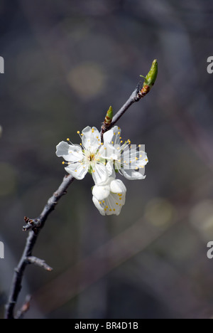 Blüte Blüten aus einer Drossel (Prunus Virginiana) Kirschbaum mit Blattknospen noch vorhanden. Stockfoto