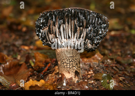 Brittlegill Russula Nigricans Schwärzung Stockfoto