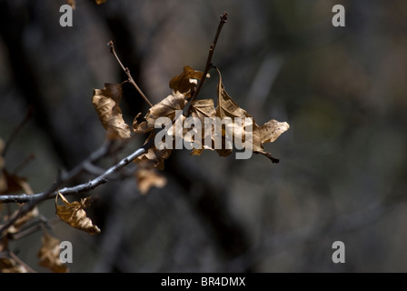 Die getrockneten Blätter einer Gambels-Eiche (Quercus Gambelii), klammerte sich an den Ast eines Baumes. Stockfoto