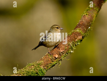 Weibliche Buchfink Ringillacoelebs eingefangen von einer etablierten Futterstelle auf einer privaten Website in mid Wales, Powys, wales Stockfoto