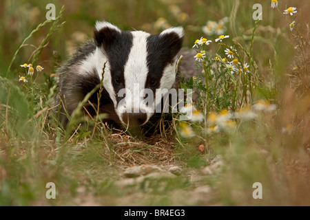 Ein Porträt von Juvenile Dachs genommen während der Fütterungszeiten im britischen Wildlife Centre in Surrey Stockfoto