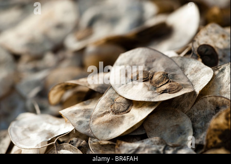 Einjähriges Silberblatt Lunaria Annua, Samen und ihre Samenkapseln Stockfoto