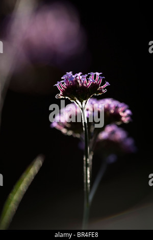 Backlit Verbena Bonariensis Blumen Stockfoto