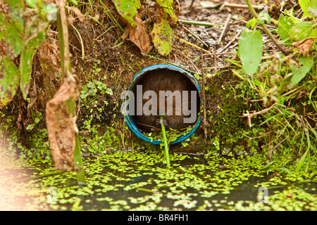 Eine Schermaus Fütterung auf eine Tubur in der BWC in surrey Stockfoto