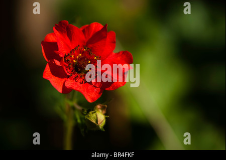 Geum Chiloense 'Frau Bradshaw", rote avens Stockfoto