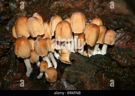 Glitzernde Tinte Cap Coprinellus Micaceus Taken an Dibbinsdale LNR, Wirral, UK Stockfoto