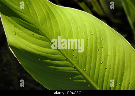 Große grünes Blatt beleuchtet von hinten zeigen, Venen und Textur für den Einsatz als ökologischen Hintergrund Stockfoto