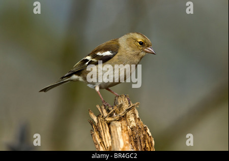 Buchfink Ringillacoelebs eingefangen von einer etablierten Futterstelle auf einer privaten Website in mid Wales, Powys, wales Stockfoto