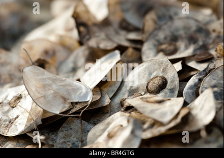 Einjähriges Silberblatt Lunaria Annua, Samen und ihre Samenkapseln Stockfoto