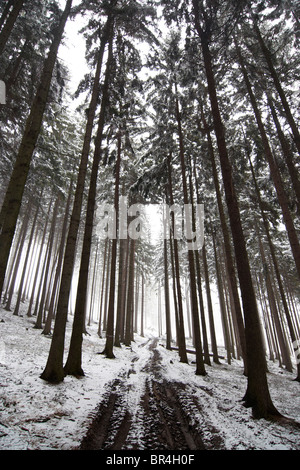 Waldweg im Winter und Nebel - düster Stockfoto