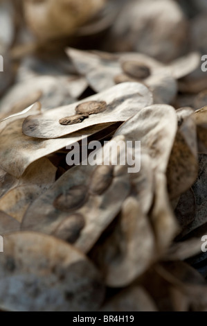 Einjähriges Silberblatt Lunaria Annua, Samen und ihre Samenkapseln Stockfoto