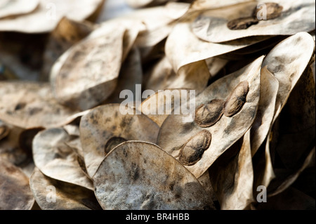 Einjähriges Silberblatt Lunaria Annua, Samen und ihre Samenkapseln Stockfoto