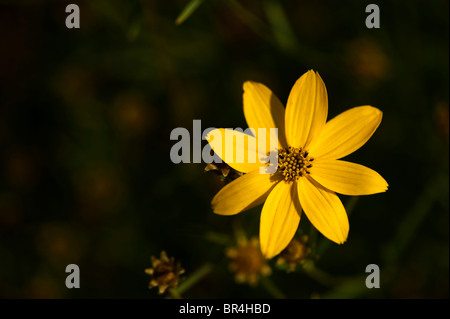 Coreopsis Verticillata 'Zagreb', Tickseed Stockfoto