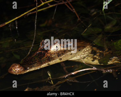 Brillentragende Kaiman (Caiman Crocodilus) in Costa Rica Stockfoto