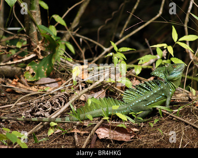 Männliche grün Basilisken (Plumifrons Basiliskos), AKA Jesus Christ Lizard, in Tortuguero, Costa Rica Stockfoto