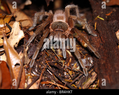 Costa Rica rote Vogelspinne (Brachypelma Angustum) am Eingang des seiner Burrow in Costa Rica Stockfoto