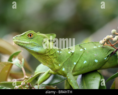 Weibliche grün Basilisken (Plumifrons Basiliskos), AKA Jesus Christ Lizard, in Tortuguero, Costa Rica Stockfoto